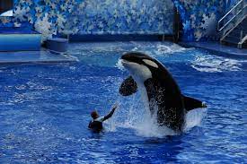 Shining Light on Sea-World in 2021