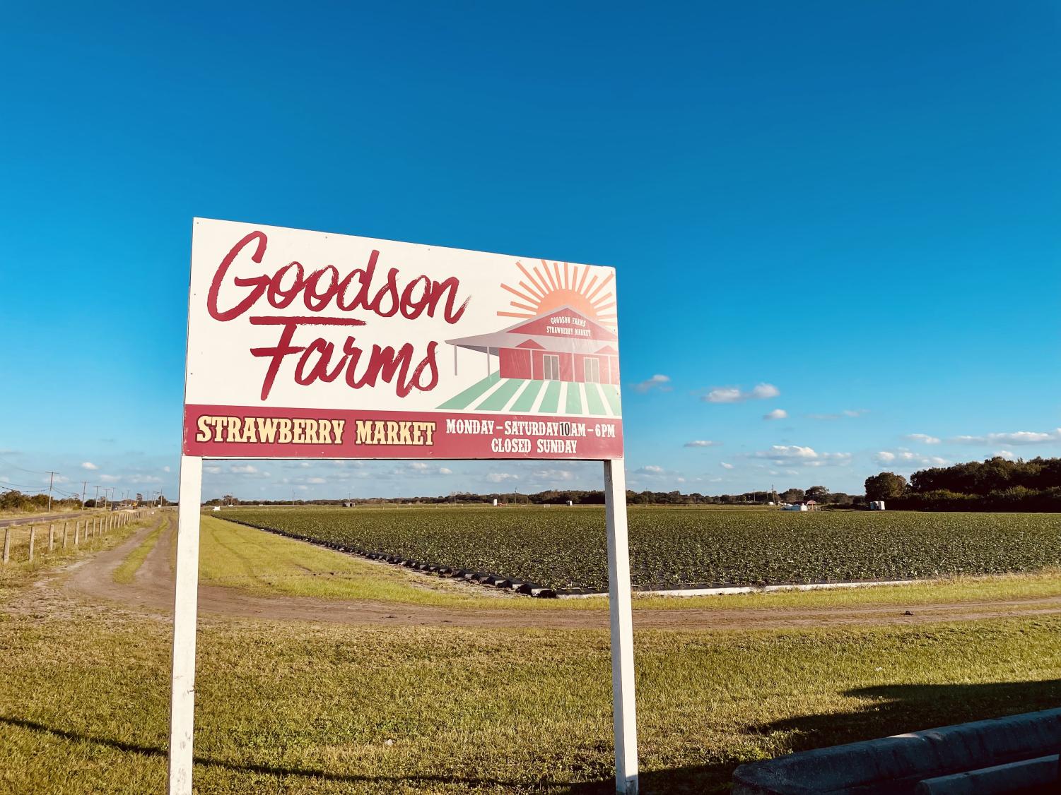 Goodson Farms in the Strawberry Season with Deliciously Fruity