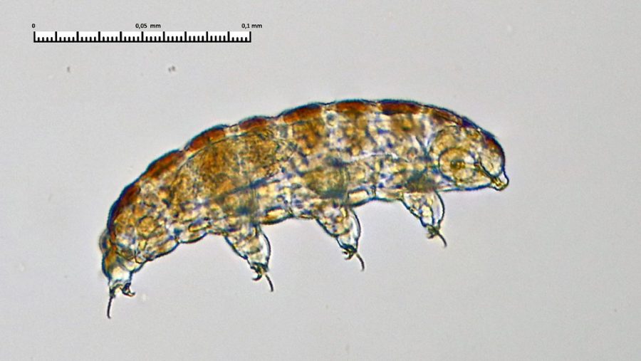 Biology+Blog%3A+discover+fascinating+microscopic+water-animals%2C+the+tardigrades