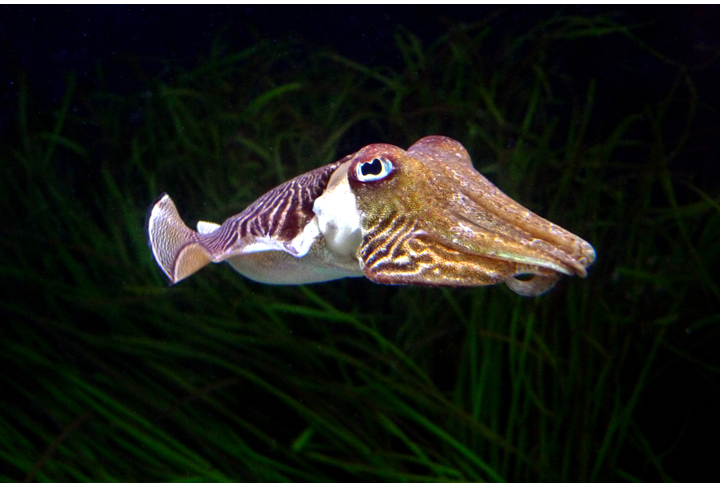 The Cuttlefish